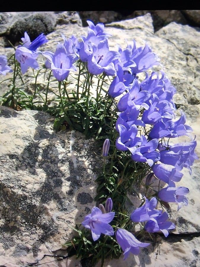 Campanula 2