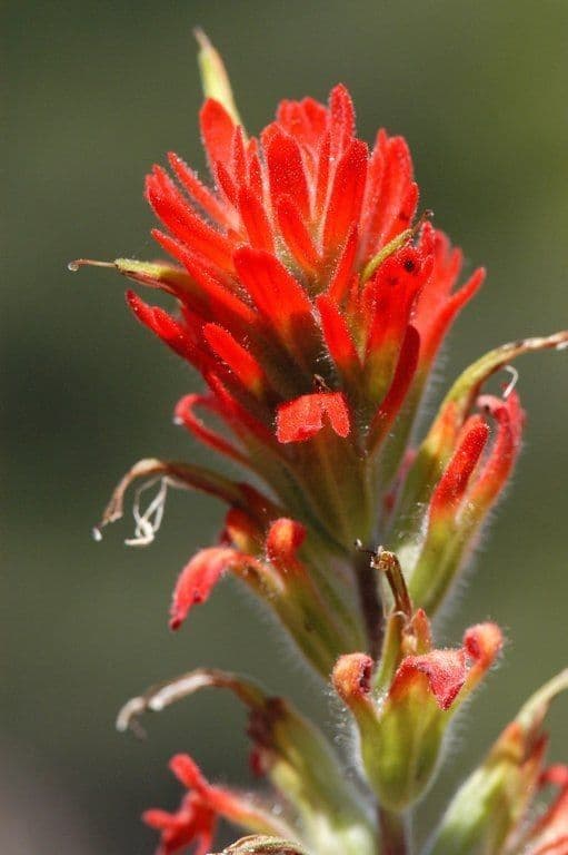 Castilleja