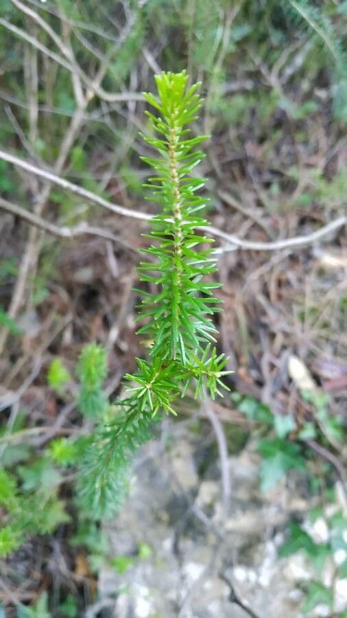 Erica multiflora 18