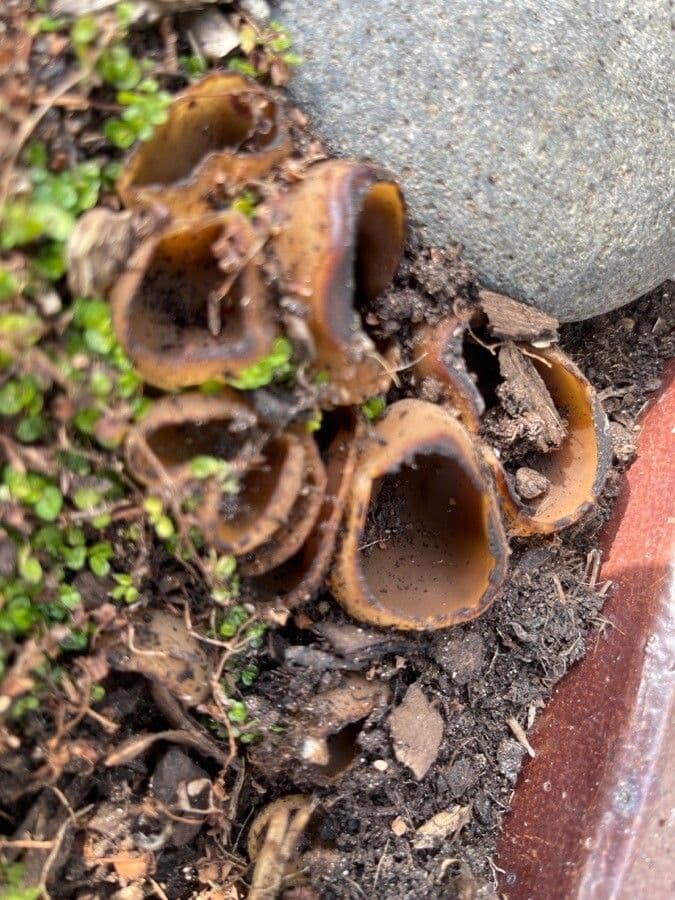 Hydnora 3