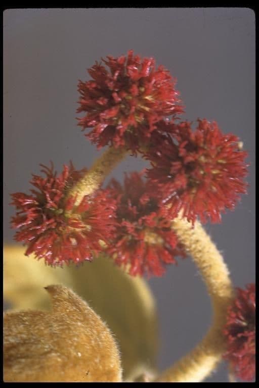 Platano della California 3