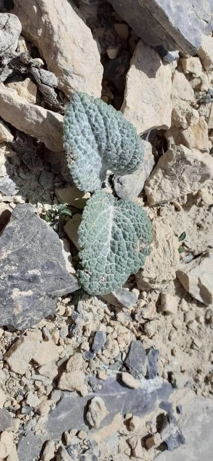 Berardia lanuginosa 7