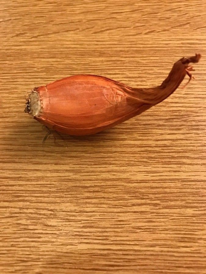 Scalogno 5
