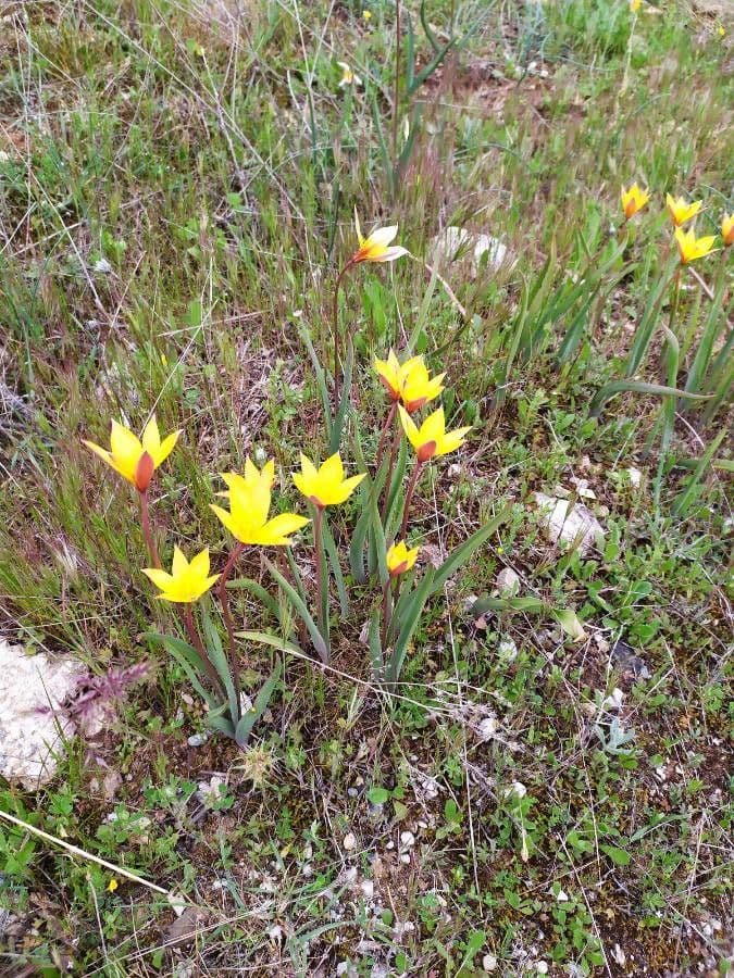 Tulipano selvatico 13