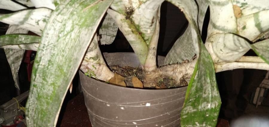 Aechmea 19