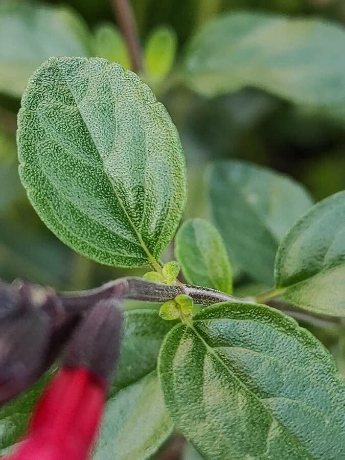 Salvia a foglie piccole 20