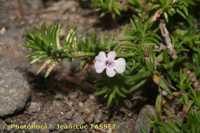 Micromeria 22