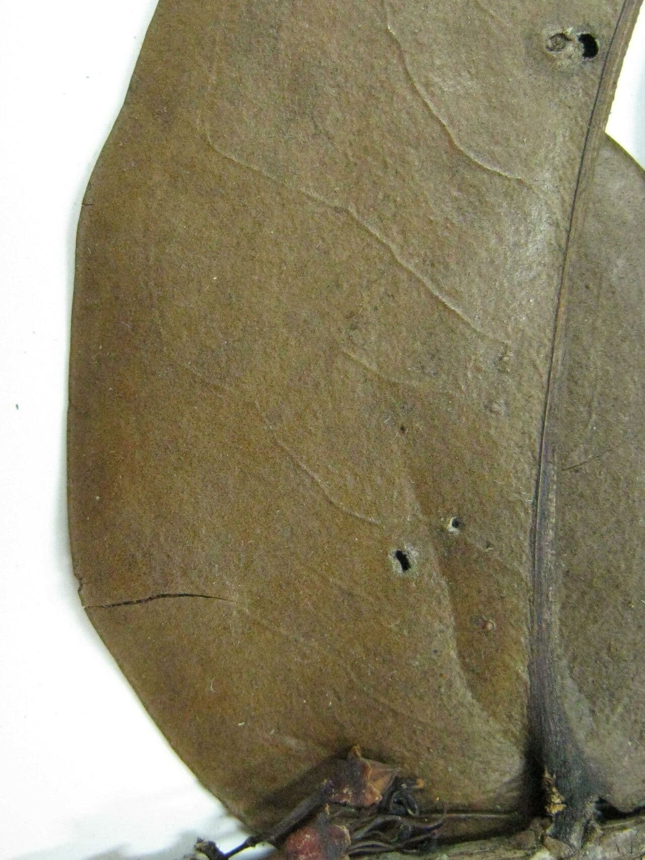 Mouriri 2