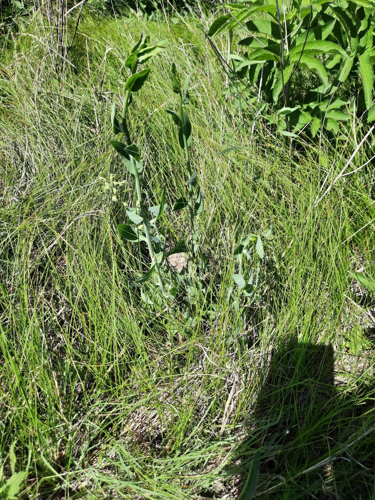Erba pepe 28