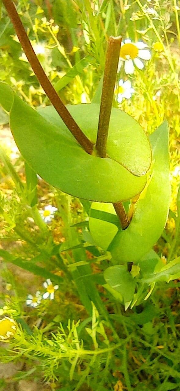 Lepidium perfoliatum 15