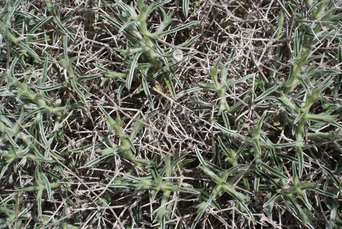 Lithodora 7
