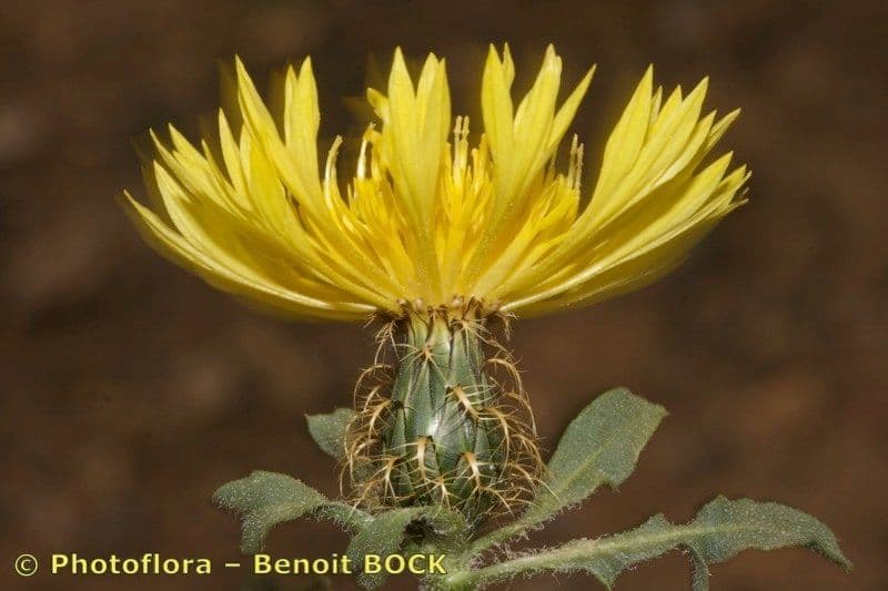 Centaurea