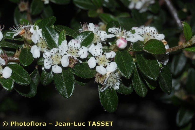 Cotoneaster de hoja entera 24