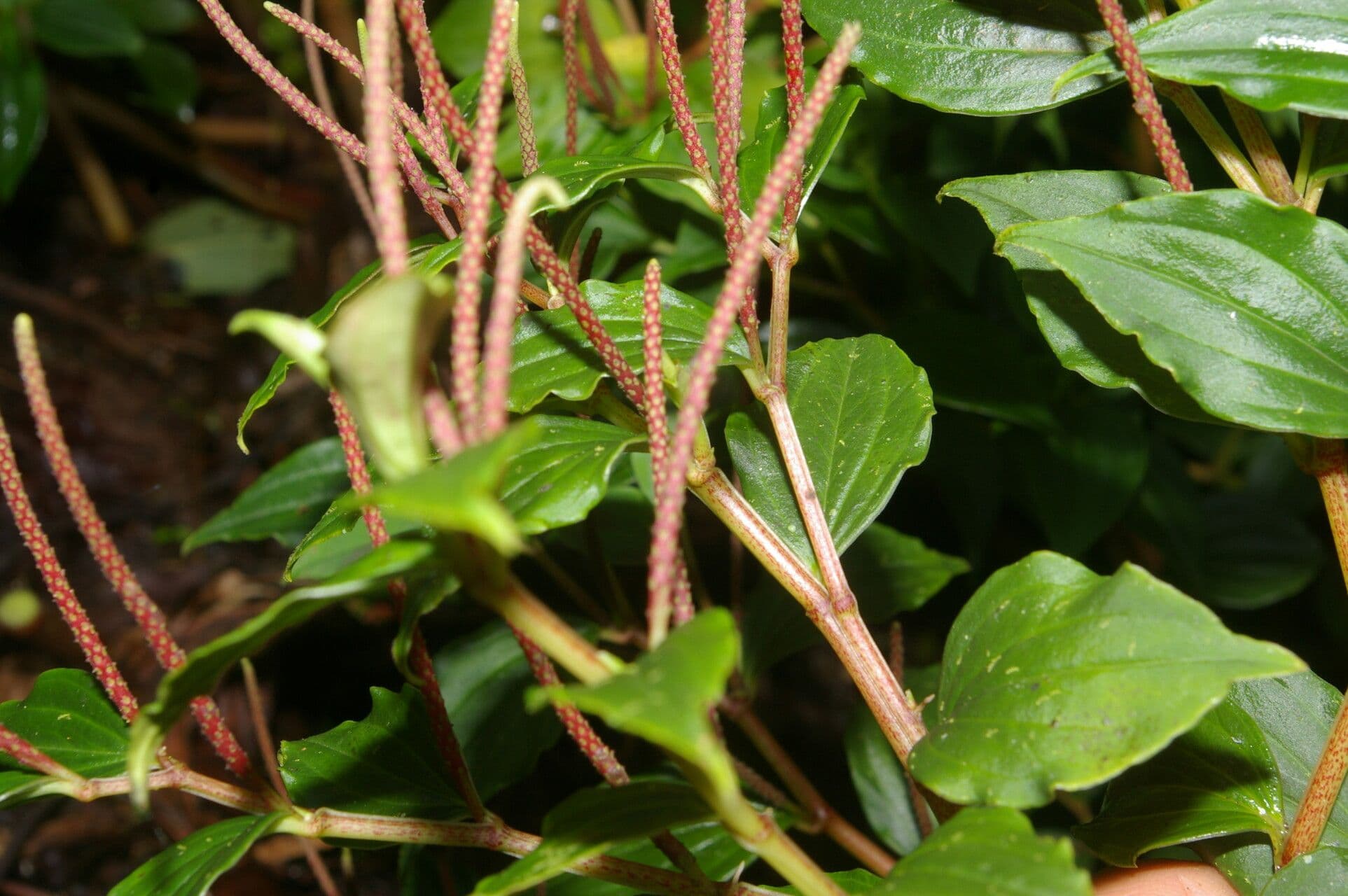 Peperomia