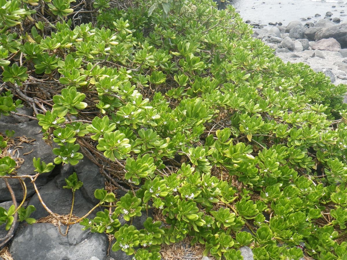 Scaevola taccada 12