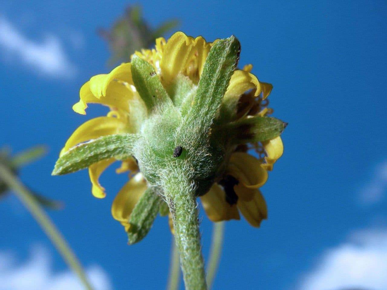 Zexmenia 8