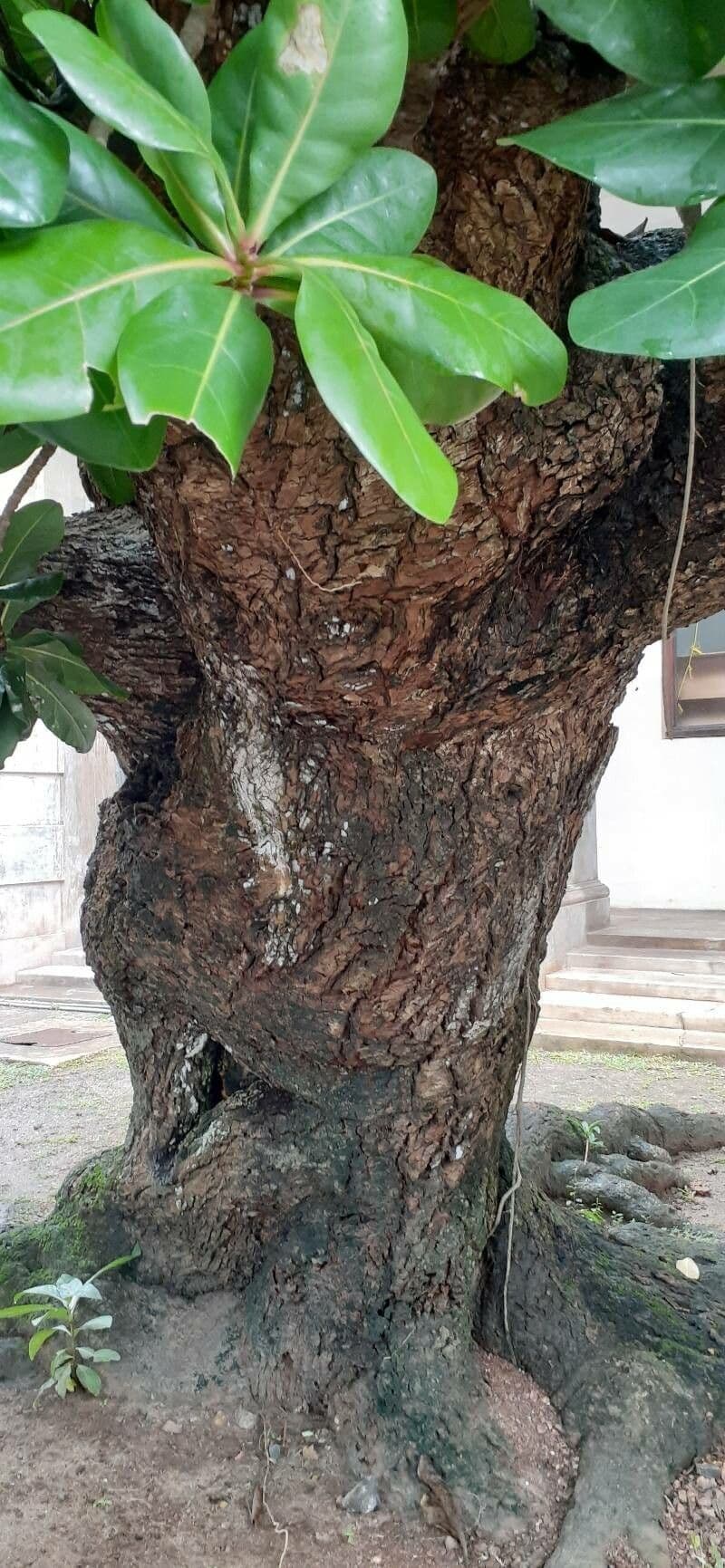 Barringtonia 23