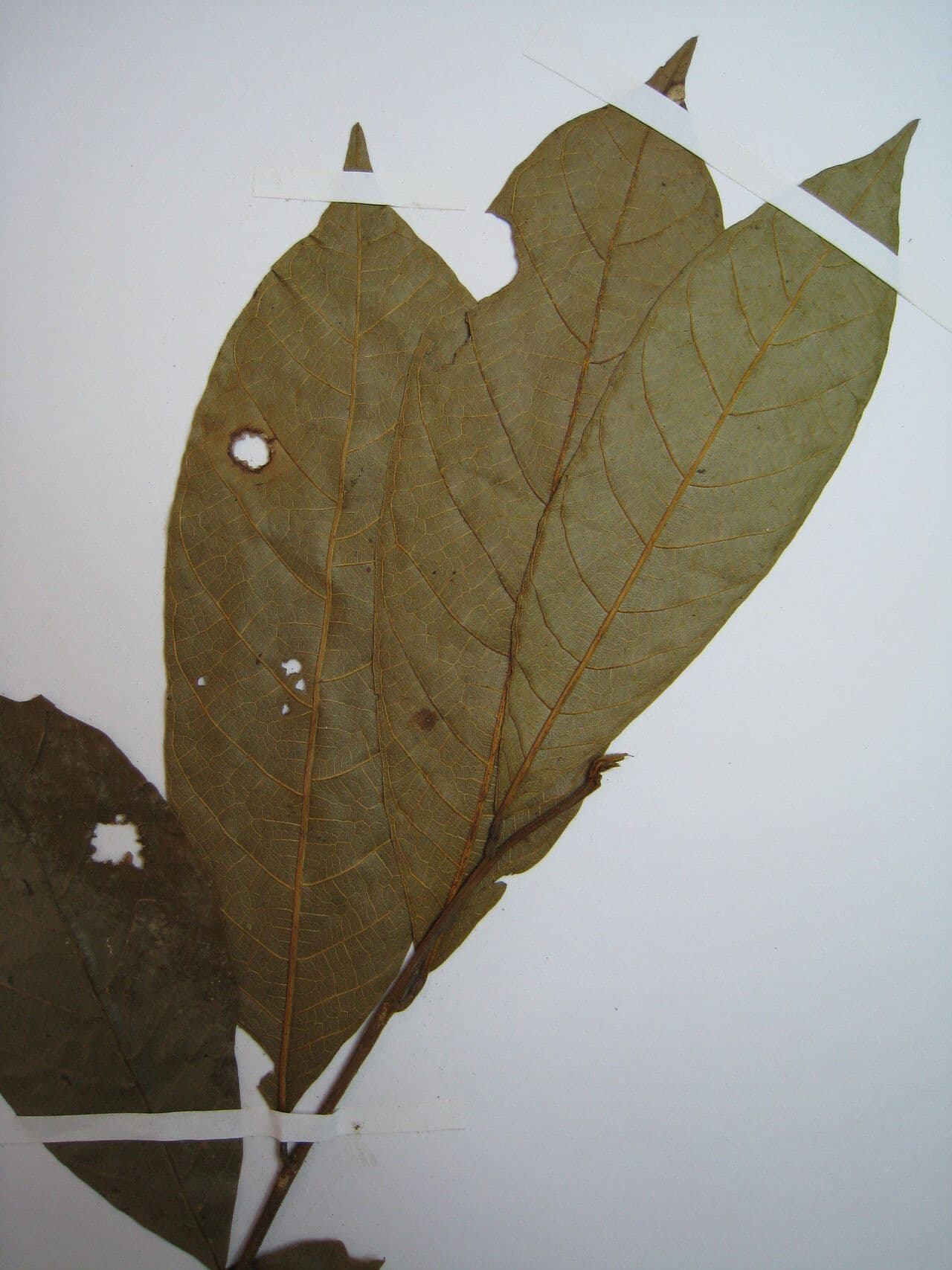 Helicostylis 4