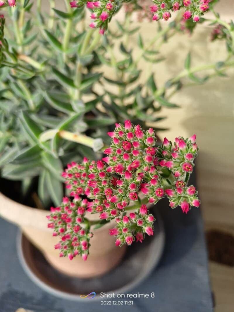 Crassula 2