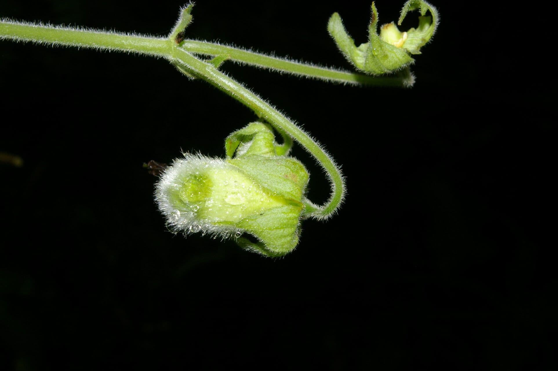 Kohleria 3