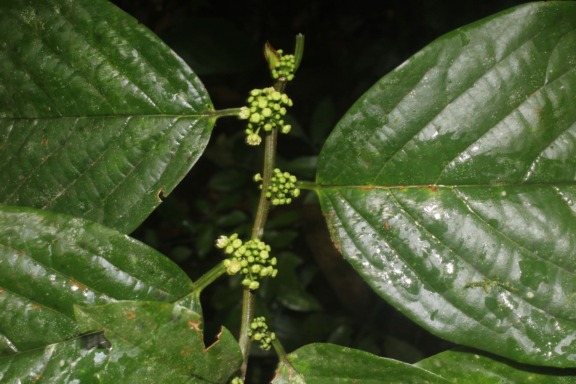 Colubrina