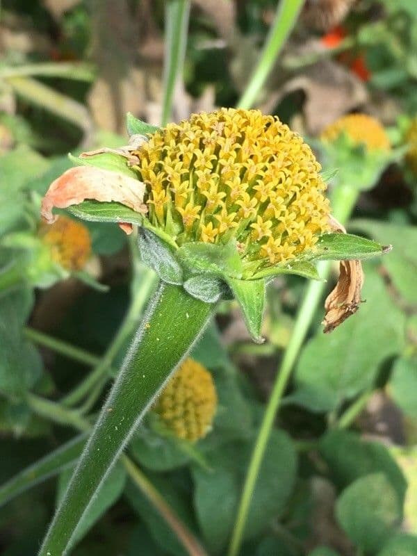 Tithonia rotundifolia