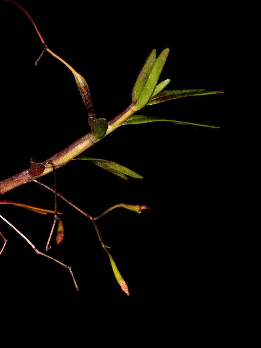 Dendrobium 5