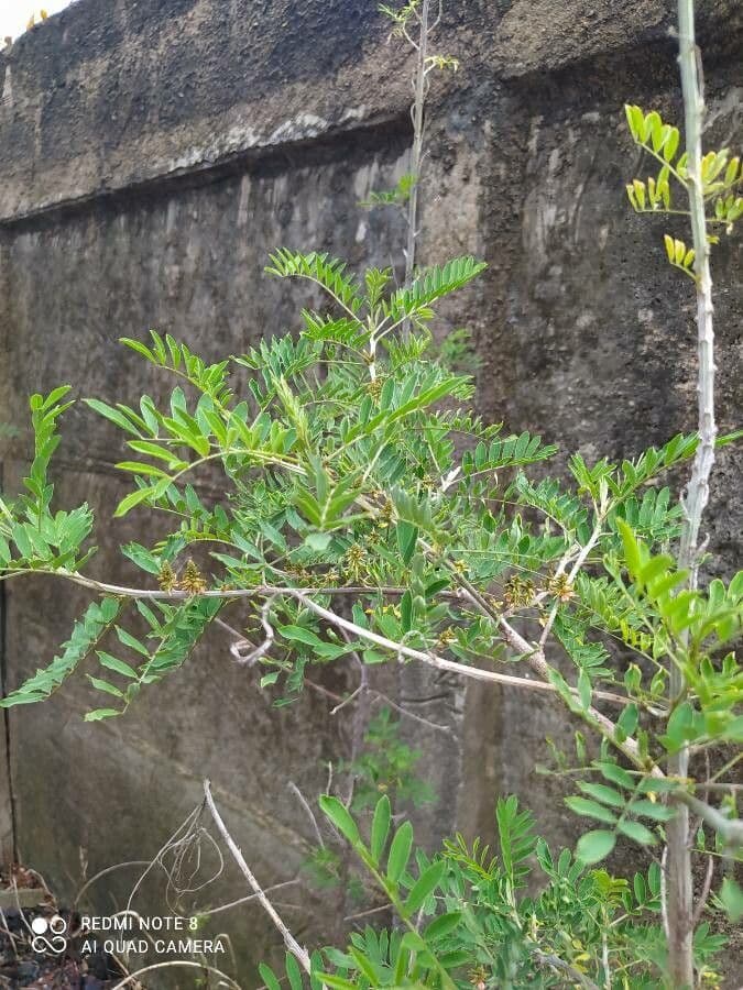 Indigofera 16