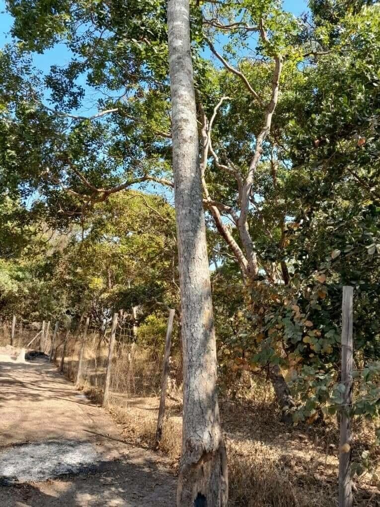 Acrocarpus 7
