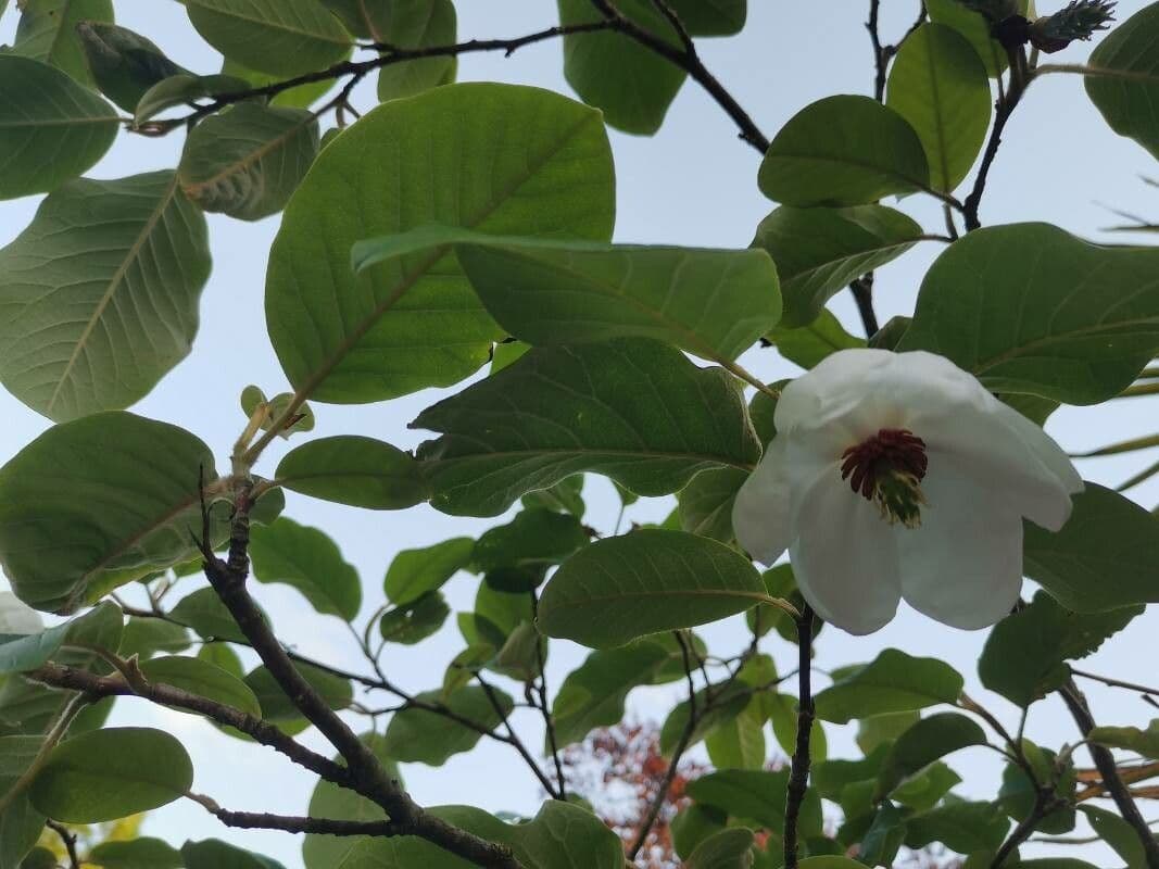 Magnolia 12