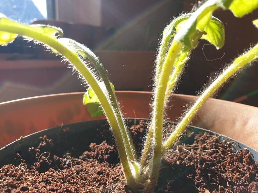 Gerbera Jamesonii 18