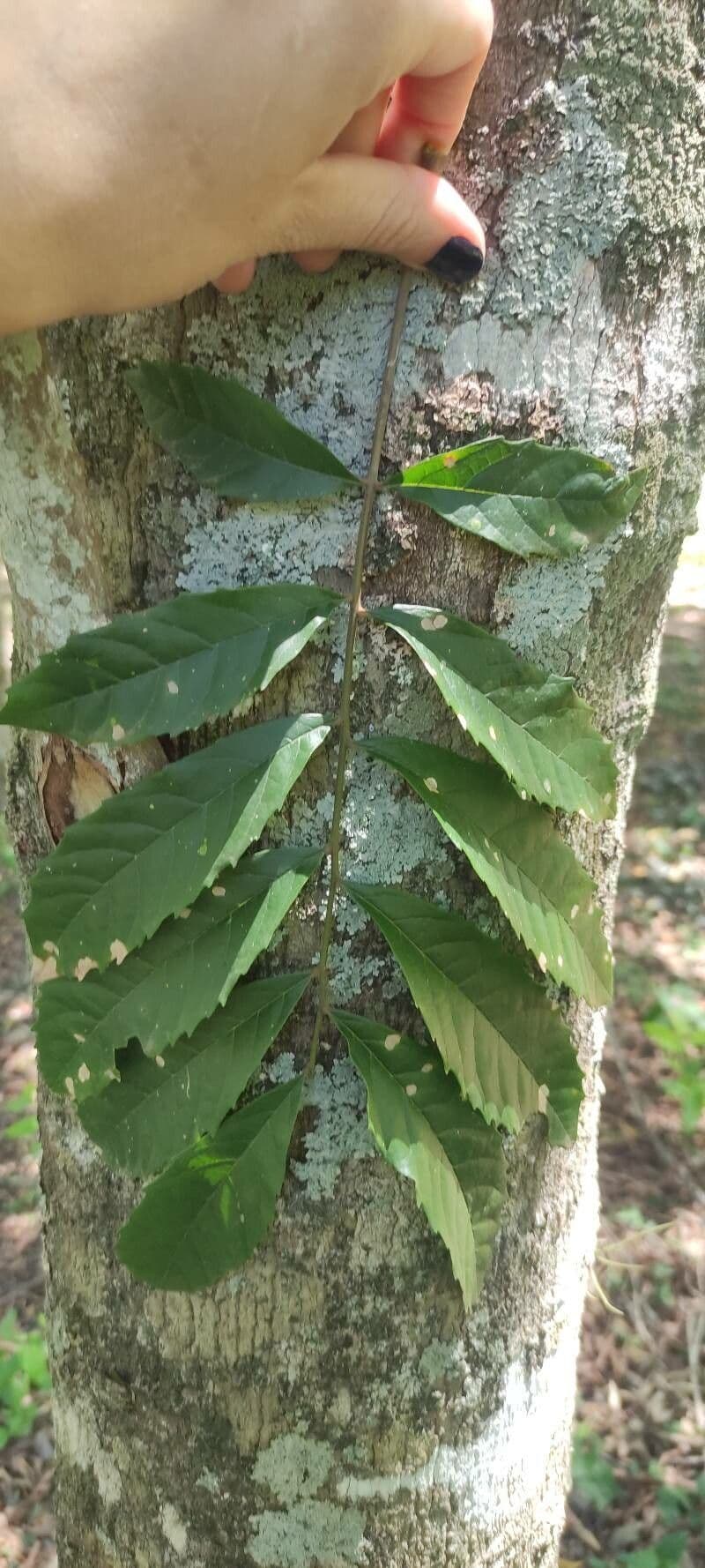 Cupania 10