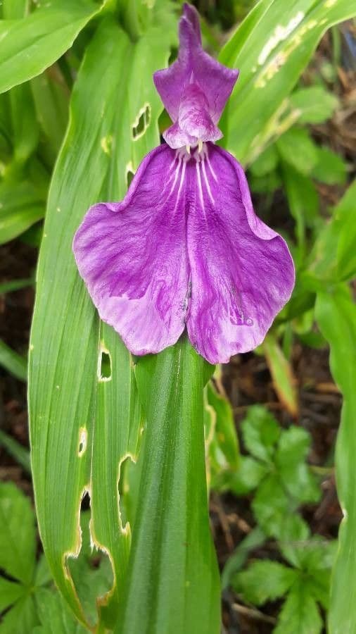 Roscoea