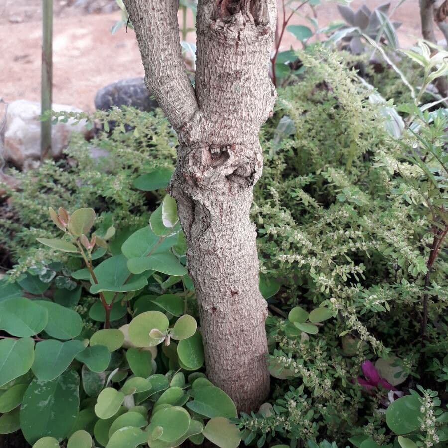 Breynia disticha 17