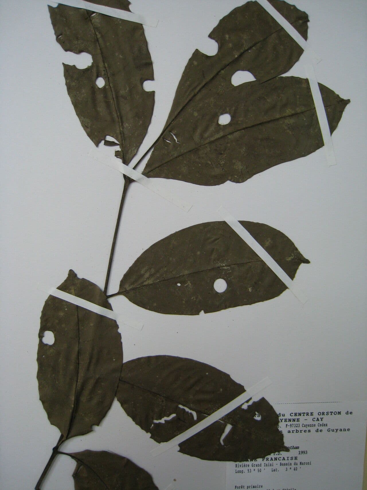 Trichilia micrantha 3