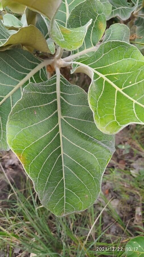 Aspidosperma 10