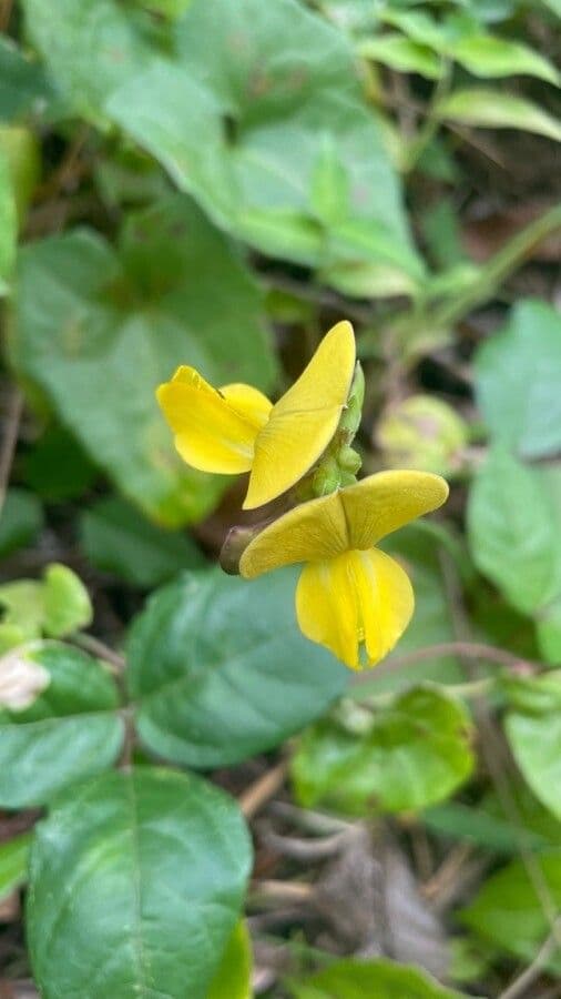 Vigna luteola 14