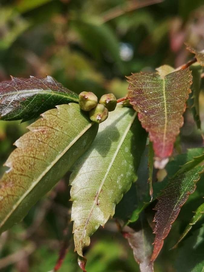 Zelkova