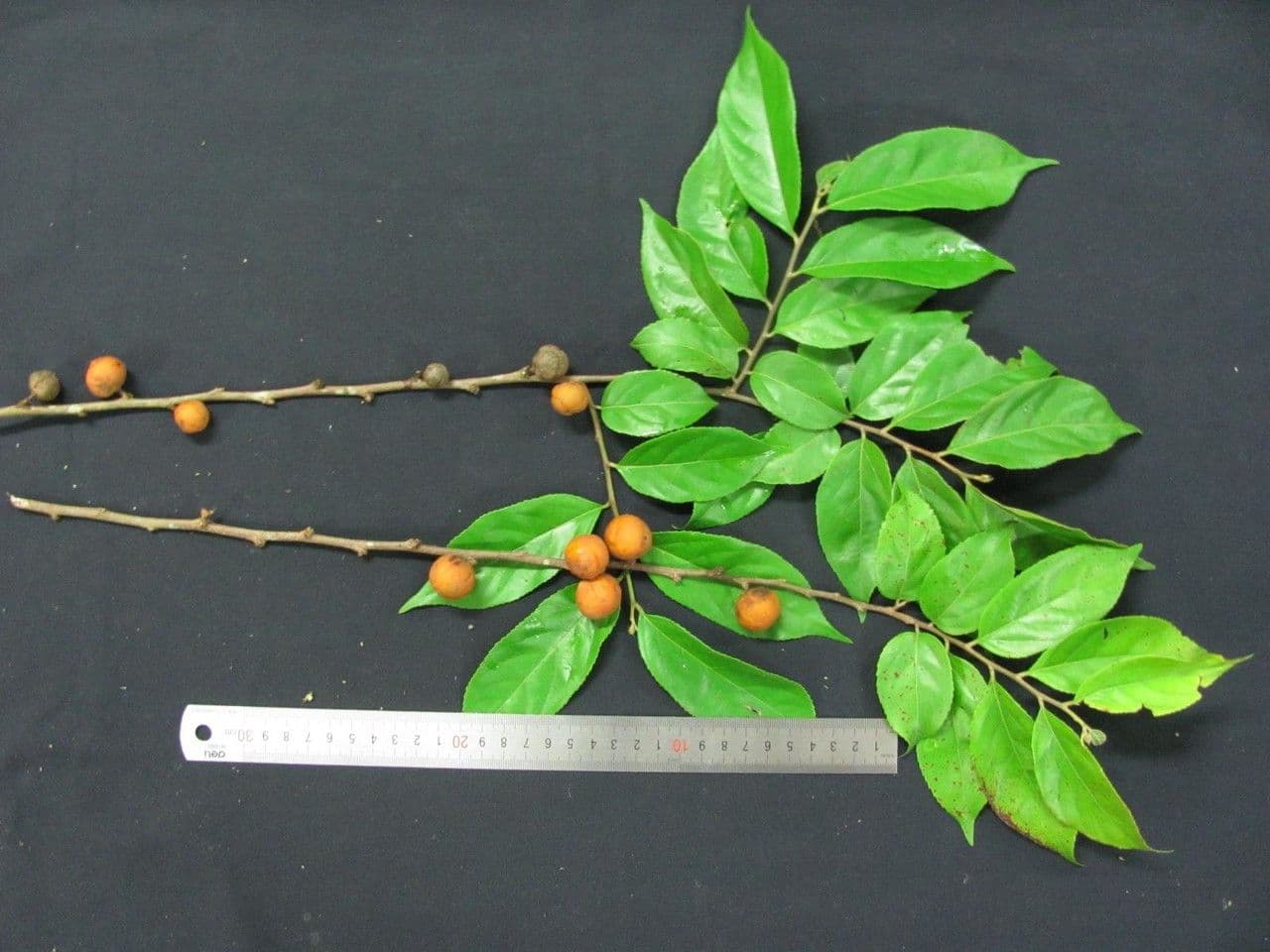 Casearia 18