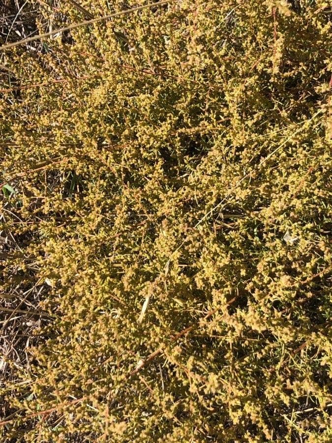 Field sagewort 18