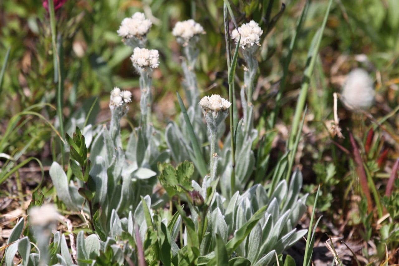 Antennaria lanata 7