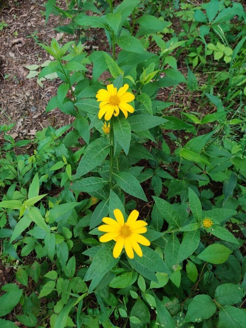 Girasole divaricato 3