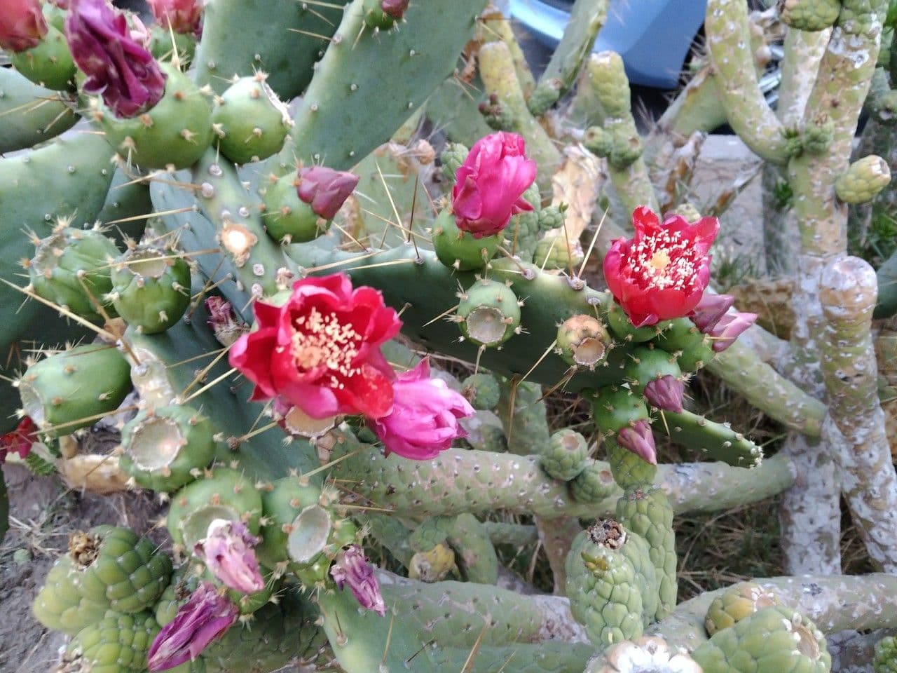 Erect prickly-pear 8