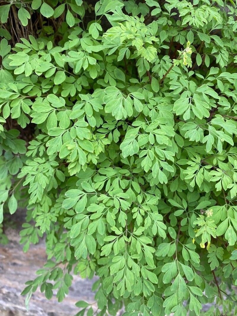 Colombina gialla 16