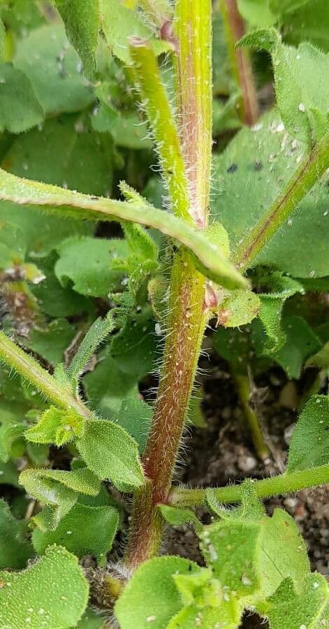 Heterotheca subaxillaris 21