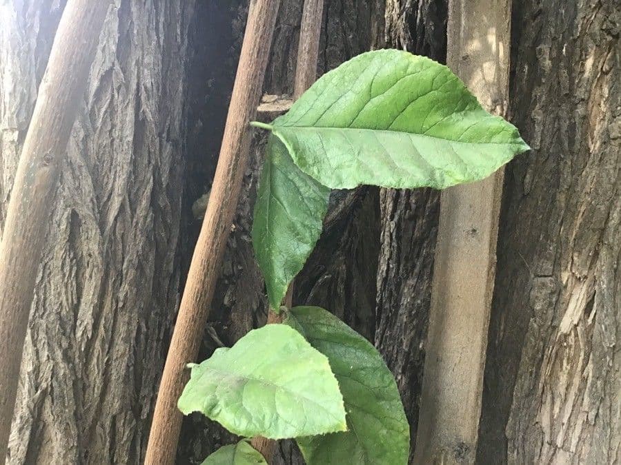 Ehretia 4