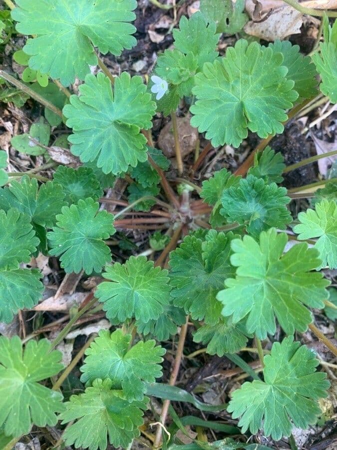 Géranium à feuilles rondes 23