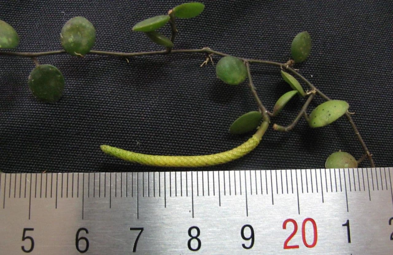 Peperomia 23
