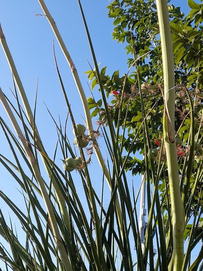 Hesperaloe 3