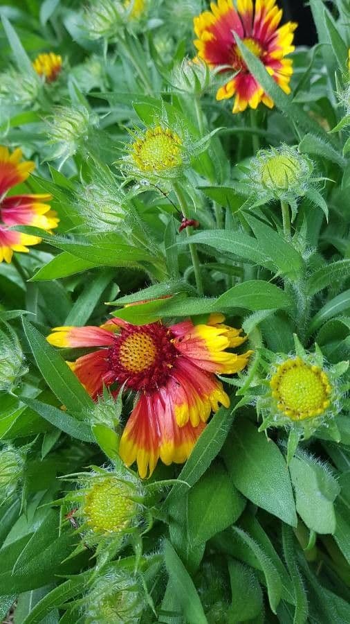 Gaillardia aristata 21